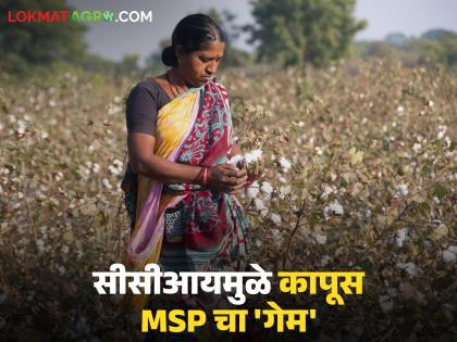 Kapus Market : कापसाला हमीभाव का मिळत नाही, 'ही' आहेत नेमकी कारणे, वाचा सविस्तर 