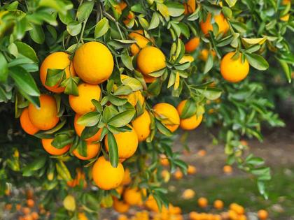 Vidarbha Wants 11 New 'Citrus Estates'; Production of oranges and mesambi in 15 talukas of six districts | विदर्भात हव्या ११ नवीन ‘सिट्रस इस्टेट’; सहा जिल्ह्यांमधील १५ तालुक्यांमध्ये संत्रा व माेसंबीचे उत्पादन