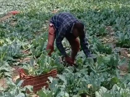 Unseasonal rains hit grapes, after onions now also vegetables | अवकाळी पावसाने द्राक्ष, कांद्यानंतर आता भाजीपाल्यांनाही फटका