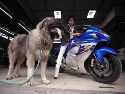 Caucasian Shepherd The most expensive dog in the country; As soon as you know the specialty, you will want to see it, you will fall in love with it | Caucasian Shepherd : देशातील सर्वात महागडा कुत्रा; खासियत जाणताच पाहण्याची इच्छा होईल, प्रेमात पडाल त्याच्या!