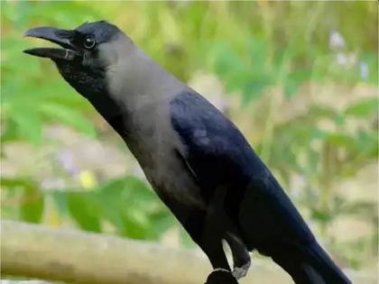 Rajasthans many crows died due to avian flu in jhalawar section 144 imposed | कोरोना काळातच राजस्थानात नवं संकट! अचानक मरू लागले कावळे; प्रशासनानं उचललं असं पाऊल