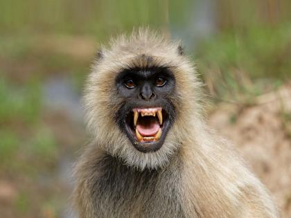 Monkey attack, 50 injured! Forest Department surrounds the village; Don't step out of the house, Gram Panchayat announcement | वानराचा हल्ला, ५० जखमी! वनविभागाचा गावाला घेराव; घराबाहेर पडू नका, ग्रामपंचायतीची दवंडी 