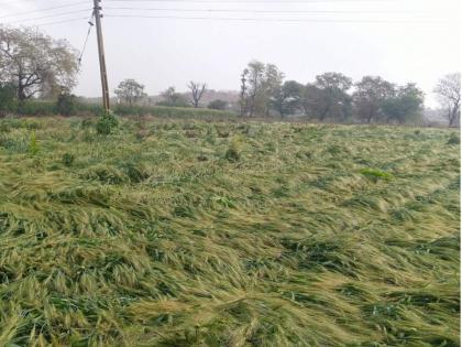 In Srirampur taluk bad weather damages wheat, grapes; The MPs gave orders for Panchnama | श्रीरामपूर तालुक्यात अवकाळीने नुकसान, गहू, द्राक्षला फटका; खासदारांनी दिले पंचनाम्याचे आदेश