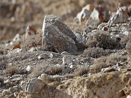 Accept the challenge Can you find Pallas Cat in this pic Photo goes viral  | चॅलेन्ज! बिबट्या नाही, शोधून दाखवा 'या' फोटोतली रानमांजर; भले-भले थकले! बघा- तुम्हाला जमतं का?