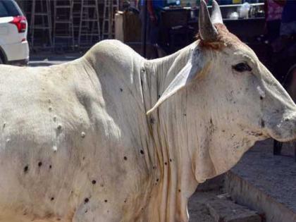 Eight cows infected with lumpy in Mira Bhayandar | मीरा भाईंदर मध्ये आठ गाईंना लंपीची लागण 