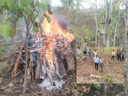 The dead body of a female leopard was found in the fourth Shivara of Buldana taluka | बुलडाणा तालुक्यातील चौथा शिवारात मादी बिबट्याचा मृतदेह आढळला