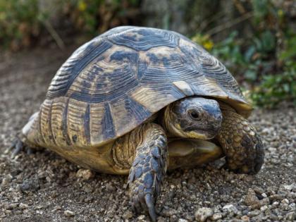 Sale of extremely rare species of tortoise; Both are in custody | अत्यंत दुर्मिळ प्रजातीच्या कासवाची विक्री; दोघे ताब्यात