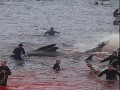 300 whales were stabbed to death in faroe islands | ही कसली परंपरा?; ३०० व्हेल माशांना चाकूनं मारुन टाकलं; समुद्राचं पाणी रक्तानं लाल झालं