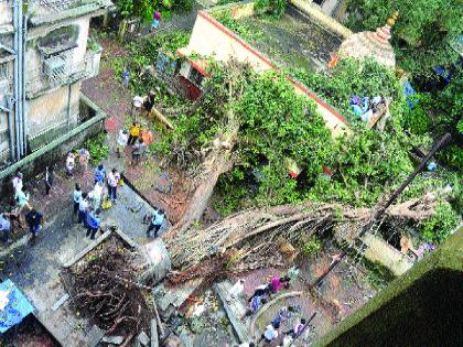 180 years of witness history of Kalyan; The ancient banyan tree at Dattali collapsed | कल्याणचा १८० वर्षांचा साक्षीदार इतिहासजमा; दत्तआळी येथील पुरातन वटवृक्ष कोसळला