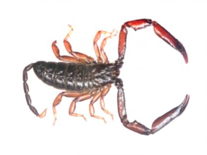 Success in discovering two new species of scorpion; Named ‘Chiromachits Ramdasswami’ | विंचवाच्या दोन नवीन प्रजाती शोधण्यात यश; ‘कायरोमॅचिट्स रामदासस्वामी’ अशी नावे