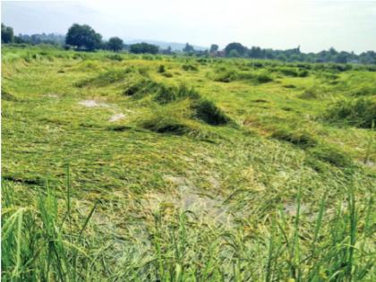 Water on a torrent of yellow gold; Fear of wasting paddy | मुसळधारेने पिवळ्या सोन्यावर पाणी; भातपीक वाया जाण्याची भीती