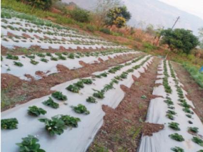 Successful experiment of strawberry cultivation in Vavanje village in Panvel taluka; Sweeter fruit than Mahabaleshwar | रायगडमध्ये स्ट्रॉबेरी शेतीचा यशस्वी प्रयोग; महाबळेश्वरपेक्षा जास्त गोड फळ असल्याचा दावा