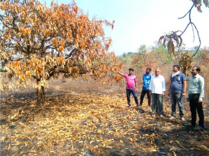 Damage to mango trees with forest fence in Mandla-Talwali | मांडला-तळवलीमध्ये वणव्यात कुंपणासह आंब्यांच्या झाडांचे नुकसान