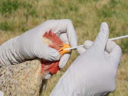 The scourge of bird flu! 1 lakh chickens die in Haryana and state disaster declared in Kerala | बर्ड फ्लूचा कहर! हरियाणात १ लाख कोंबड्यांचा मृत्यू तर केरळमध्ये राज्य आपत्तीची घोषणा