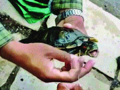 The thread stuck in the turtle's neck | कासवाच्या गळ्यात अडकला निर्माल्याचा धागा; कार्यकर्त्यांनी सोडवला गुंता