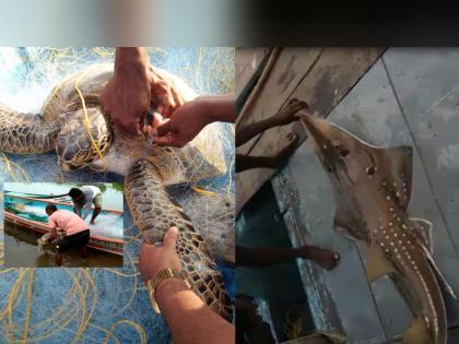 In five years, 360 rare marine animals have been rescued by fishermen, including turtles, whale sharks, dolphins, bulls | पाच वर्षांत ३६० दुर्मिळ सागरी प्राण्यांना मच्छीमारांनी दिले जीवनदान, कासव, व्हेलशार्क, डॉल्फिन, बुलियाचा समावेश 