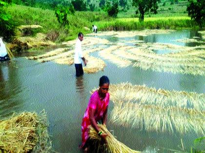 Animal husbandry was bad with rice; Farmers found in double trouble | भाताबरोबर जनावरांचा चाराही झाला खराब; शेतकरी सापडला दुहेरी संकटात