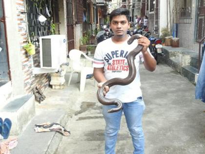 Rare species of Red sand boa snake found in Charkop resident area at Kandivali | कांदिवली येथे चारकोपच्या रहिवाशी परिसरात आढळला दुर्मिळ प्रजातीचा ‘दुतोंड्या’ साप