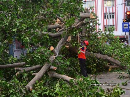 Permission to cut only if trees are planted; The High Court imposed the condition on MMRDA | झाडे लावली तरच कापण्याची परवानगी; उच्च न्यायालयाने एमएमआरडीएला घातली अट