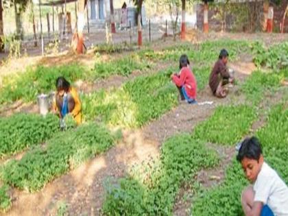 Primary schools have to grow vegetables; Headmaster confused | प्राथमिक शाळांना पिकवावा लागणार भाजीपाला; मुख्याध्यापक संभ्रमात