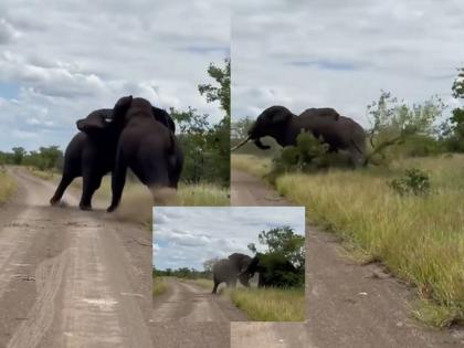 Elephant Fight Video You have never seen such a fierce fight between two elephants A tree was also crushed in an impact see VIDEO | Elephant Fight Video : दोन हत्तींची अशी भीषण झुंज तुम्ही कधीच पाहिली नसेल; एका धडकेत झाडाचाही चुराडा झाला - पाहा VIDEO