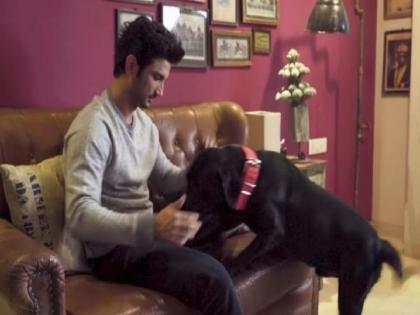 Sushant Singh Rajput Was Murdered Using Pet Dog's Belt, Claims His Ex-Assistant | सुशांत सिंग राजपूतची हत्या कुत्र्याच्या बेल्टने करण्यात आली; माजी असिस्टेंटचा खळबळजनक दावा