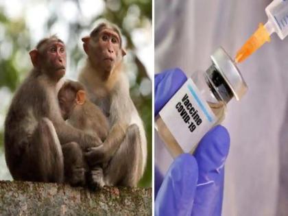 Coronavirus: माकडांवरील कोरोना लस चाचणीमुळे अपेक्षा वाढल्या; प्रयोगानंतर शरीरात झाला चमत्कार!