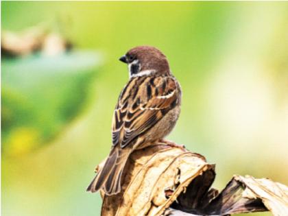 Sparrows came to my door ... Urban settlements increased, buildings came, sparrows flew away | माझिया दारात चिमण्या आल्या...नागरी वस्ती वाढल्या, इमारत आल्या, चिमण्या भुर्र उडून गेल्या