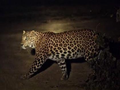 The first bullet hit the leopard in the head, but he still got up ; Read thrilling experiences | 'बिबट्याला पहिली गोळी डोक्यावर लागली, पण तरीही तो उठला अन्...'; वाचा थरारक अनुभव