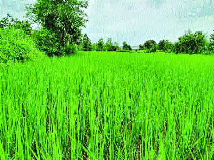 Satisfactory rains brought prosperity to paddy fields; This year the incidence of disease on the crop is less | समाधानकारक पावसामुळे भातशेती बहरली; यंदा पिकावर रोगाचे प्रमाण कमी