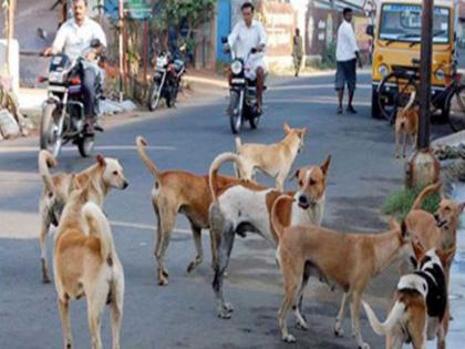 Three children attacked by loose dogs in Kopargaon; Child seriously injured | कोपरगावात मोकाट कुत्र्यांचा तीन बालकांवर हल्ला; बालक गंभीर जखमी