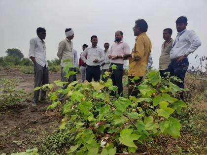 unseasonal rain issue Collector reaches the fild; Instructions to complete Panchnama immediately | ‘अवकाळी’चा तडाखा : जिल्हाधिकारी पोहोचले बांधावर; पंचनामे तातडीने पूर्ण करण्याचे निर्देश!