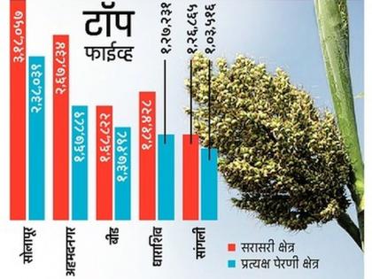 Solapur number one in sorghum production this year too Processing industry is getting a boost | ज्वारी उत्पादनात यंदाही सोलापूर नंबर वन! प्रक्रिया उद्योगाला मिळतेय चालना