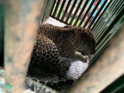 leopard caged in habitat at Bachadegaon in Nashik | नाशिकमधील चाडेगावात वस्तीलगत प्रौढ बिबट्या जेरबंद; रहिवाशांनी सोडला सुटकेचा निःश्वास