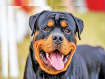 Dog fault, owner jailed for 3 months; The magistrate court gave the verdict after 13 years | कुत्र्याची चूक, मालकाला 3 महिने कारावास; दंडाधिकारी न्यायालयाने १३ वर्षांनी दिला निकाल