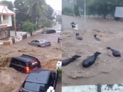 Rains havoc in Gujarat's Junagadh, cars and Cattle washed away; Watch the VIDEO | गुजरातमधील जुनागडमध्ये पावसाचा हाहाकार, पाण्यात वाहून गेल्या कार आणि म्हशी; पाहा VIDEO