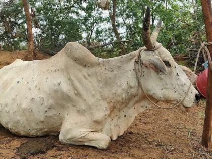 526 lumpy affected in the district; 30 animals died | जिल्ह्यात ५२६ लम्पीबाधित; ३० जनावरांचा मृत्यू