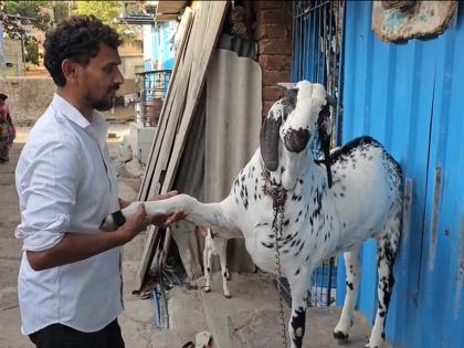 As much as 1. 25 crore buck in Ambernath Allah and Mohammed written on the goat's body | VIDEO : अंबरनाथमध्ये तब्बल सव्वा कोटींचा बोकड! अंगावर आहेत 'अल्लाह' आणि 'मोहम्मद' असे शब्द