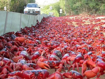 5 crore cannibal crabs block the roads, the largest migration of life on earth | 5 कोटी नरभक्षक खेकड्यांनी अडवले रस्ते, पृथ्वीवरील जिवांचे हे सर्वांत मोठे स्थलांतर