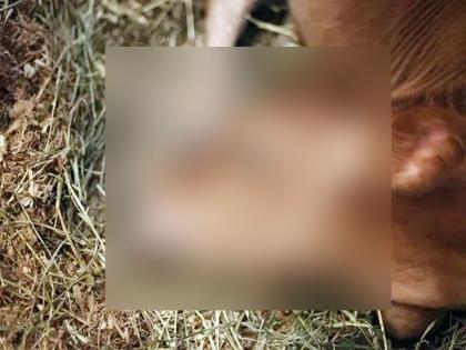 Three Jersey cows died after drinking poison; Incident in Solapur | विषारी औषध प्यायल्याने तीन जर्शी गायींचा तडफडून मृत्यू; सोलापुरातील घटना