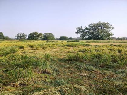 Wild elephants trampling crops; Water in the eyes of the farmers, destruction during the harvest period itself | रानटी हत्तींचा पिकांमध्ये धुडगूस; शेतकऱ्यांच्या डाेळ्यांत पाणी, पीक हाती येण्याच्या कालावधीतच नासधूस