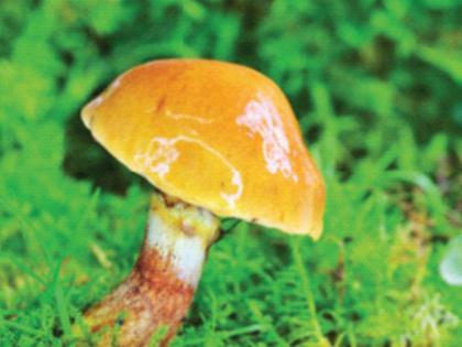 Now the computer chip will also be made from mushrooms | आता मशरूमपासूनही बनणार कॉम्प्युटर चिप, पुनर्प्रक्रिया करता येत असल्याने पर्यावरणाचेही रक्षण