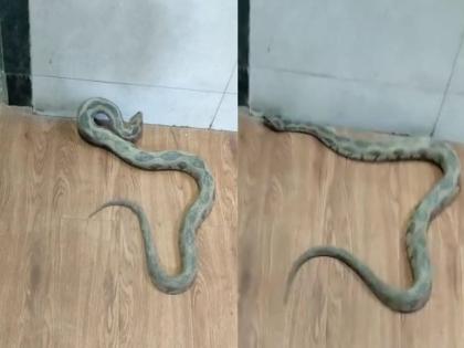 Venomous snake on Naupada police station grounds Panic in the police | नौपाडा पोलीस ठाण्याच्या मैदानावर विषारी घोणस साप; पोलिसांमध्ये घबराट!