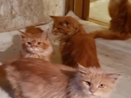 Woman eaten by 20 pet cats after collapsing dead in house | दोन आठवड्यांपासून उपाशी होत्या 20 मांजरी, मालकीन घरात शिरताच केला हल्ला, लचके तोडत घेतला जीव