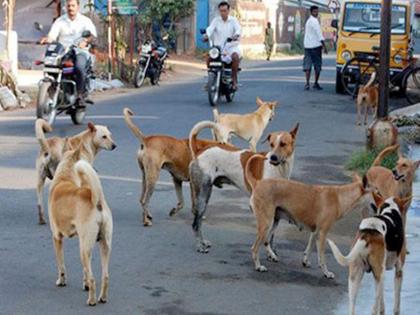 Two children seriously injured in attack by stray dogs, warning to file a case against municipal officials | मोकाट श्वानांच्या हल्ल्यात दोन लहान मुले गंभीर जखमी, मनपा अधिकाऱ्यांच्या विरोधात गुन्हे दाखल करण्याचा इशारा