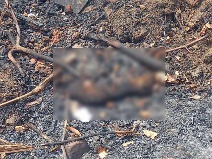 The culmination of cruelty Retired Deputy Tehsildar burnt two puppies of a dog in nagpur | क्रूरतेचा कळस...! निवृत्त नायब तहसीलदाराने श्वानाच्या दोन पिलांना जाळले, घटनेने समाजमन सुन्न