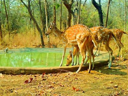 Automatically fill water bodies for wildlife in Summer; Solar water pumps at 30 places, worry of filling water is solved | ऊन पडले की वन्यजीवांसाठीचे पाणवठे भरतील अॅटोमॅटीक; ३० ठिकाणी सोलार वॉटर पंप, पाणी भरण्याची चिंता मिटली