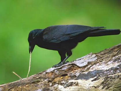 Be it crows or bees, AI is looking for the meaning of their language | कावळे असोत वा मधमाश्या, AI शोधतेय त्यांच्या ‘भाषे’चा अर्थ!