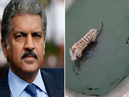 Anand Mahindra share tiger catch the duck video on twitter and tells the important business tricks to the youngers | आनंद महिंद्रांनी शेअर केला वाघ आणि बदकाचा व्हिडिओ; तरुणांना सांगितली 'खास' बिझनेस ट्रिक!