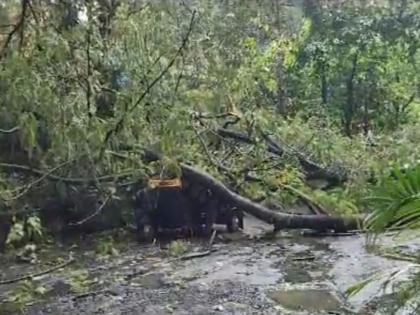 A rickshaw and an active were damaged due to a tree falling on the road in Ulhasnagar | उल्हासनगरात रस्त्यावर झाड कोसळल्याने रिक्षा व अ‍ॅक्टिव्ह गाडीचे नुकसान 